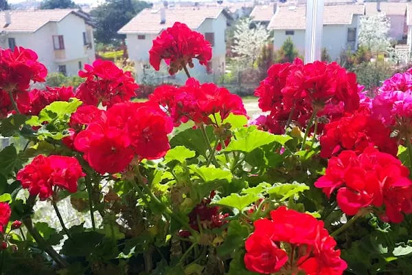 Hotel Gularif - Resim 5