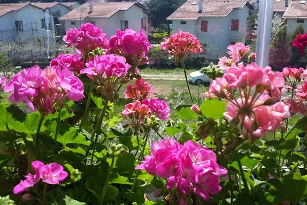 Hotel Gularif - Resim 15