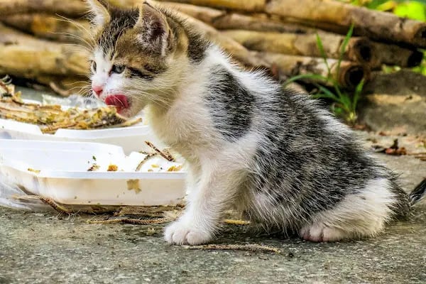 İKONYUM VETERİNER KLİNİĞİ | KONYA VETERİNER-MERAM VETERİNER-SELÇUKLU VETERİNER-KARATAY | ACİL-7/24 NÖBETÇİ VETERİNER KLİNİĞİ - Resim 5