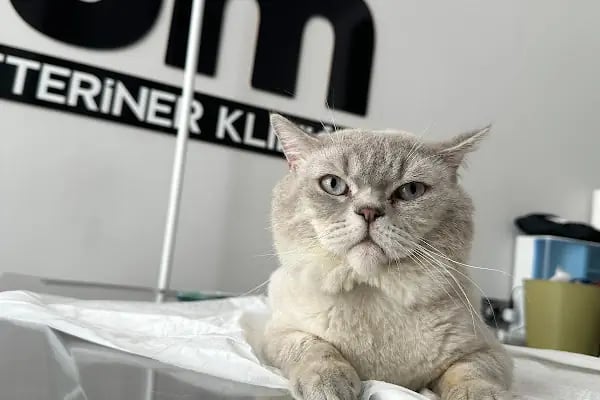 İKONYUM VETERİNER KLİNİĞİ | KONYA VETERİNER-MERAM VETERİNER-SELÇUKLU VETERİNER-KARATAY | ACİL-7/24 NÖBETÇİ VETERİNER KLİNİĞİ - Resim 7