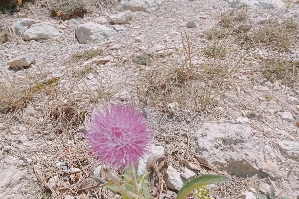 Spil Dağı Milli Parkı Orman Köşk Evleri - Resim 17