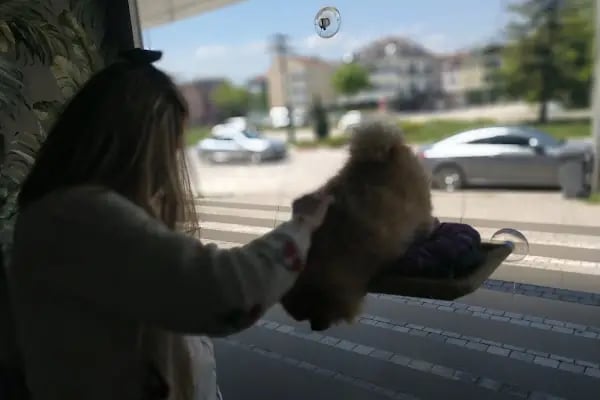 Özgür Petcare Veteriner Muayenehanesi - Resim 2