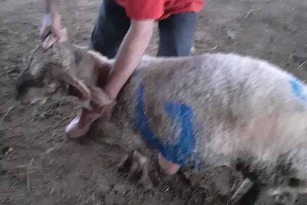 Anamur kurban pazarı Abışoğulları - Resim 7