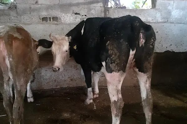 Anamur kurban pazarı Abışoğulları - Resim 13