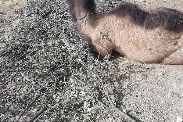 Anamur kurban pazarı Abışoğulları - Resim 2