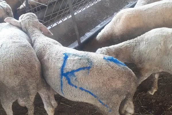 Anamur kurban pazarı Abışoğulları - Resim 4