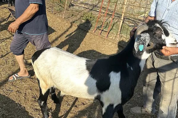 Anamur kurban pazarı Abışoğulları - Resim 5