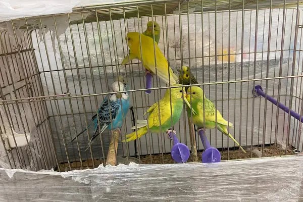 SİYA PET SHOP - Resim 9