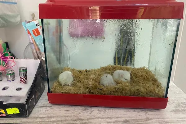 SİYA PET SHOP - Resim 3