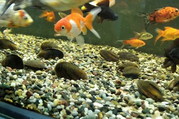Nil Pet Shop - Resim 8