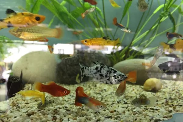 Nil Pet Shop - Resim 12