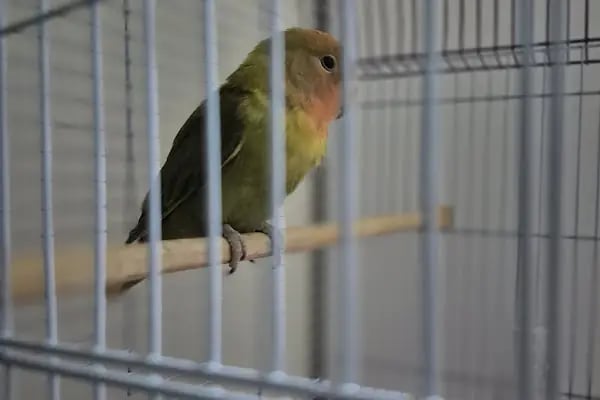 Nil Pet Shop - Resim 13
