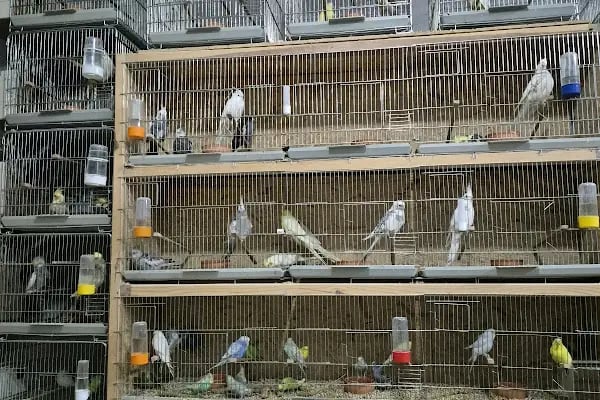 Nil Pet Shop - Resim 5