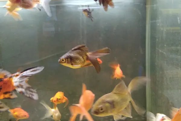 Nil Pet Shop - Resim 10