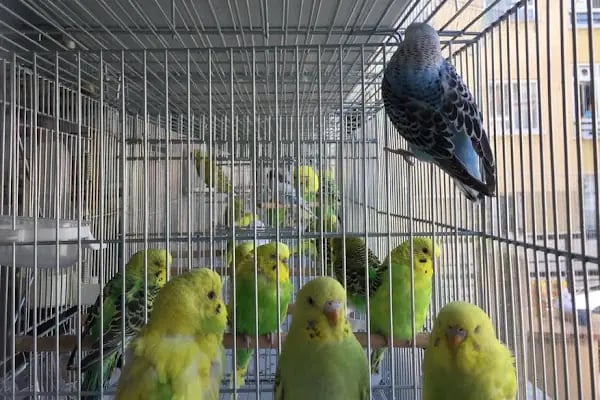 Nil Pet Shop - Resim 7