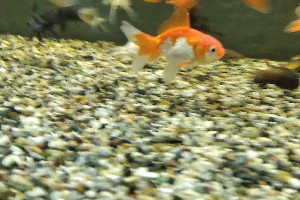 Nil Pet Shop - Resim 9