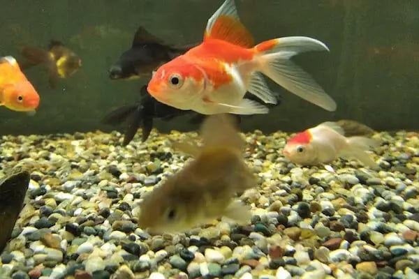 Nil Pet Shop - Resim 3