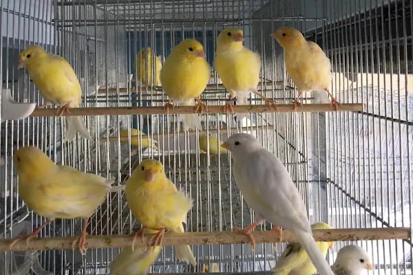 Nil Pet Shop - Resim 11