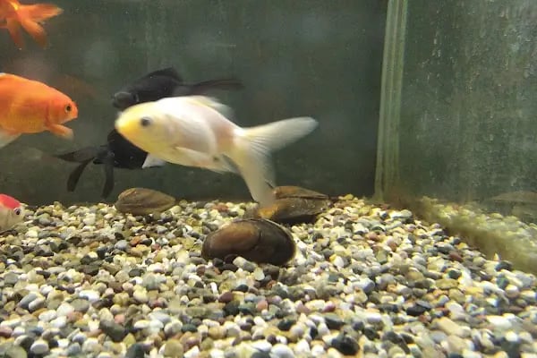 Nil Pet Shop - Resim 6