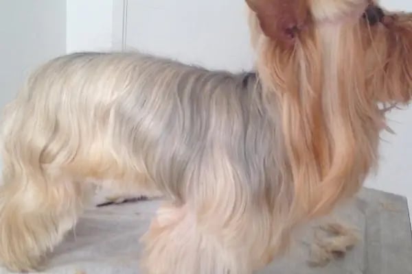 Bodrum Pet Kuaför Grooming For Pets - Resim 17