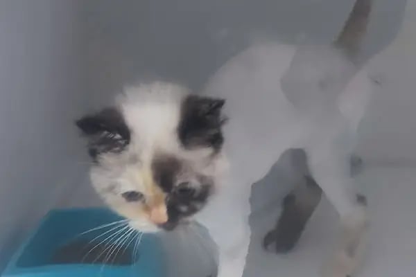 Alaybey Veteriner Kliniği - Resim 11