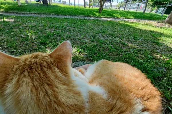 Kedi Evi Park - Resim 18