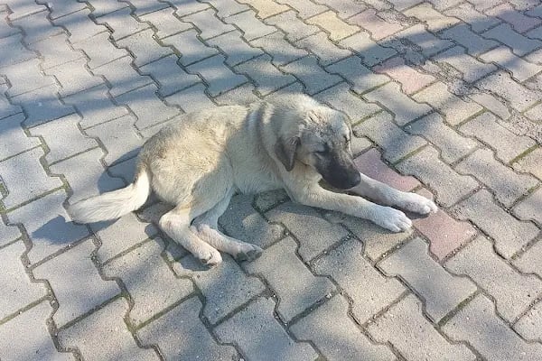 PTT Kahramanmaraş Posta Dağıtım ve Toplama Müdürlüğü - Resim 8