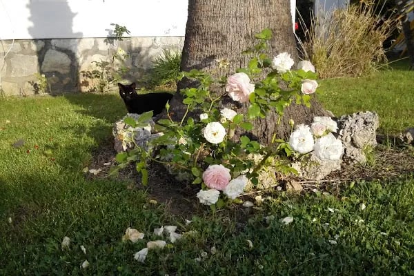 Botanik Gardens - Resim 16