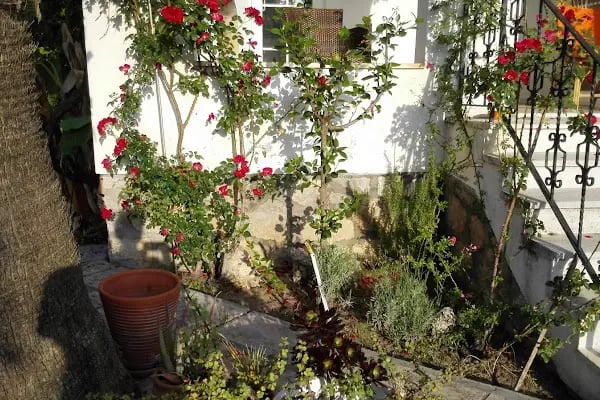 Botanik Gardens - Resim 17