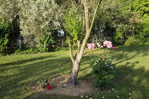 Botanik Gardens - Resim 9
