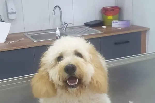 Panem Veteriner Kliniği - Resim 14