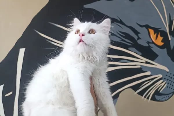 Panem Veteriner Kliniği - Resim 3