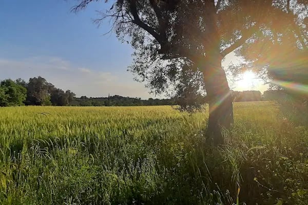 Alaçatı Garden Kaynaklar/Buca Düğün Salonları - Resim 4
