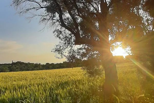 Alaçatı Garden Kaynaklar/Buca Düğün Salonları - Resim 11