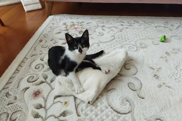 YARIMADA Veteriner Kliniği - Resim 14