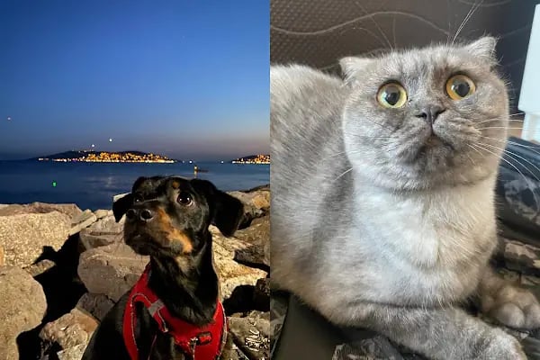 YARIMADA Veteriner Kliniği - Resim 15