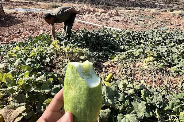 Kızılcakent Köyü Muhtarlığı - Resim 13