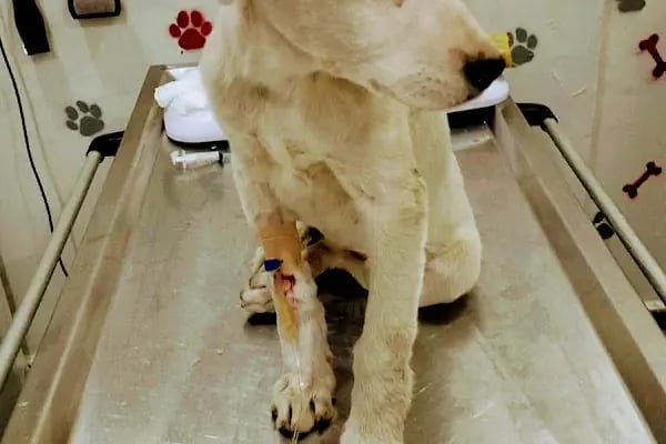 Acar veteriner kliniği - Resim 4