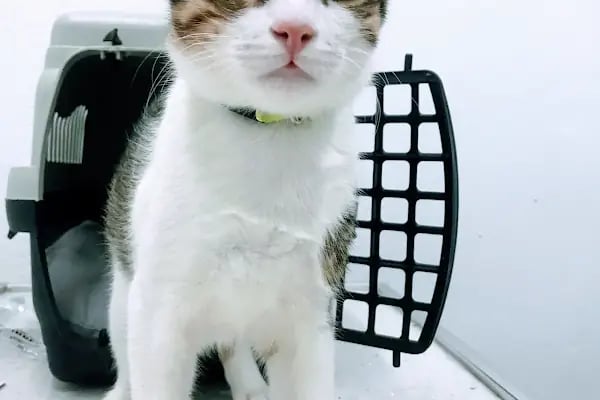 Acar veteriner kliniği - Resim 15