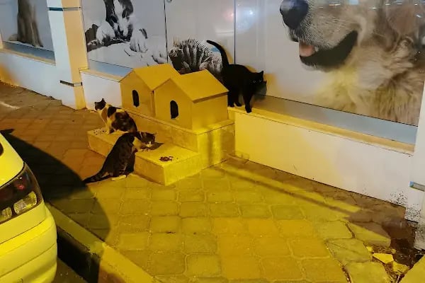 BEGONVİL VETERİNER KLİNİĞİ - Resim 17