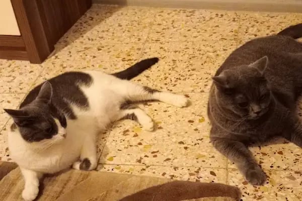 Vetto Veteriner Kliniği - Resim 15