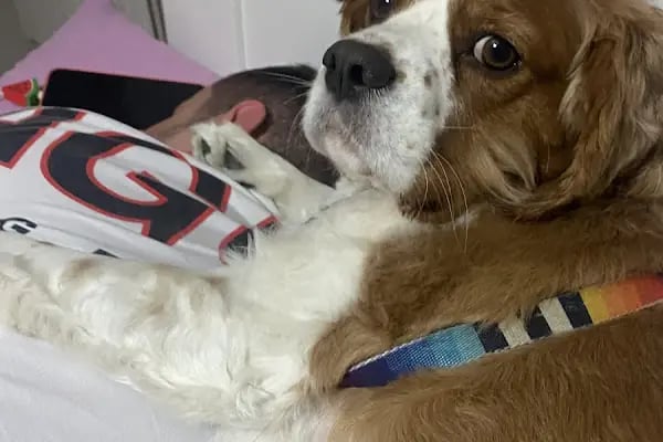 Vetto Veteriner Kliniği - Resim 10