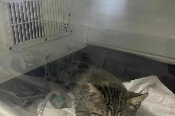Vetto Veteriner Kliniği - Resim 16