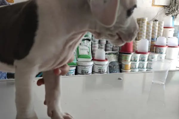 Meşe Veteriner Klinik - Resim 10