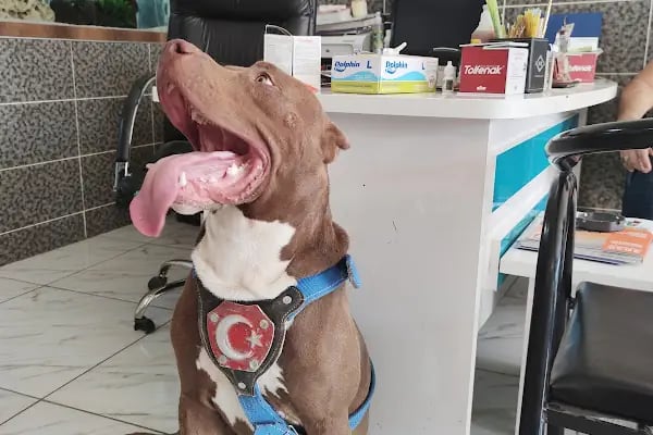 Meşe Veteriner Klinik - Resim 4