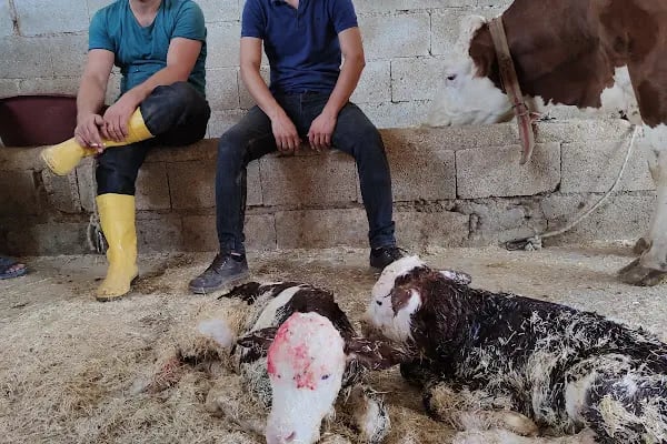 Meşe Veteriner Klinik - Resim 12