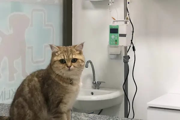 Çerkezköy Empati Veteriner Kliniği - Resim 5