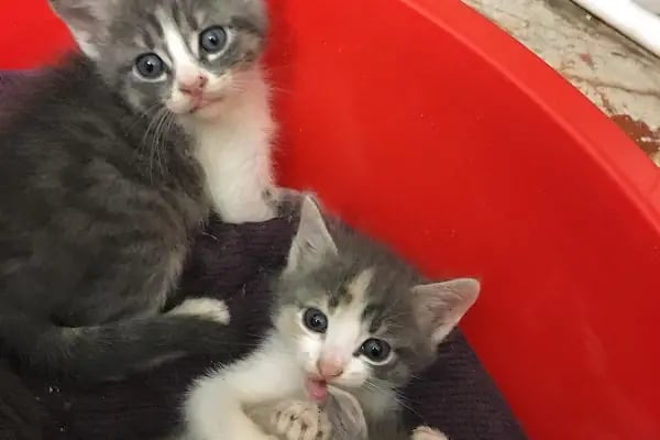 Çerkezköy Empati Veteriner Kliniği - Resim 12