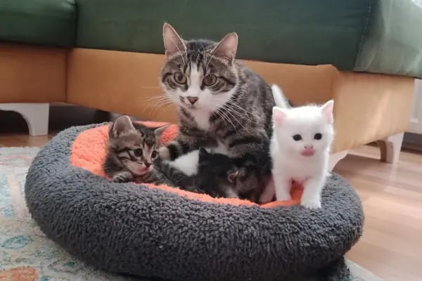 Çerkezköy Empati Veteriner Kliniği - Resim 4