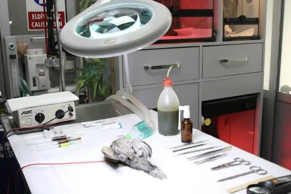 Öz-Vet Kuş Veteriner Kliniği Hizmette 33.Yıl - Resim 11